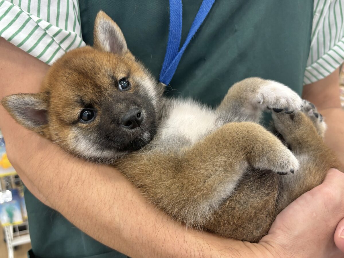 柴犬