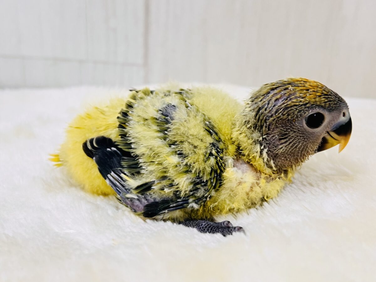 わたわたミカン🍊♡小桜インコのオレンジフェイスオパーリン 入舎しま