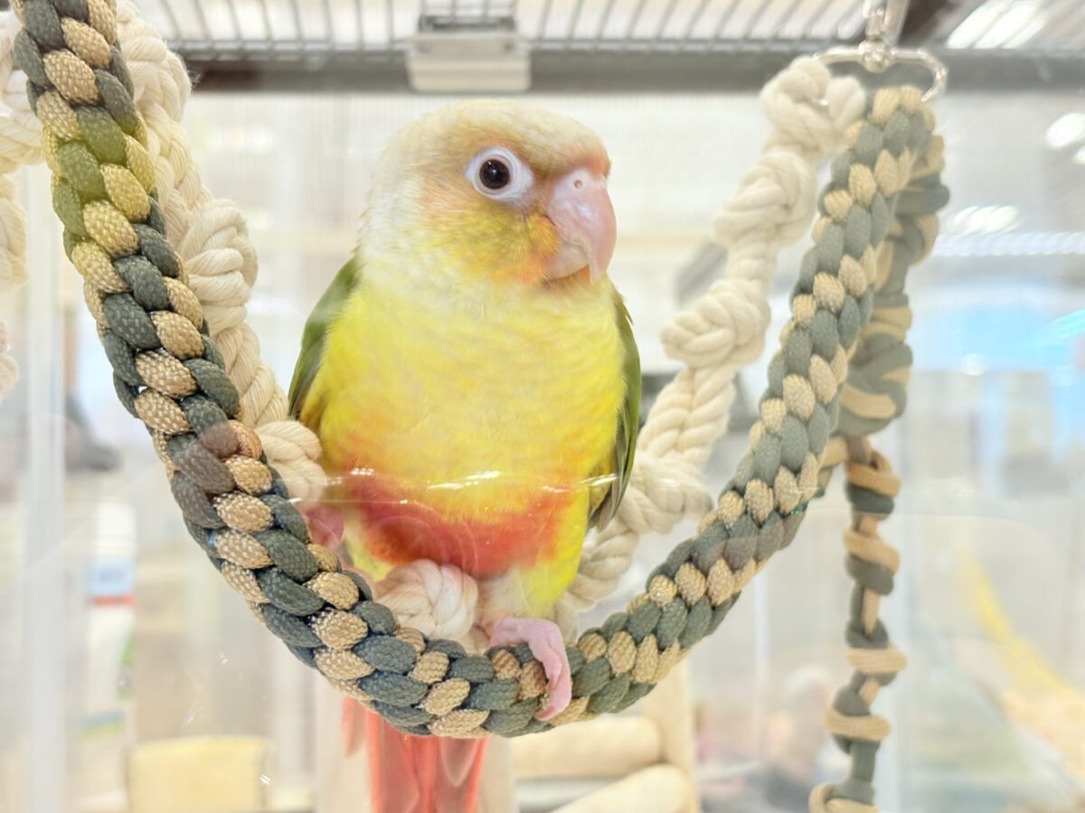 ホオミドリウロコインコ