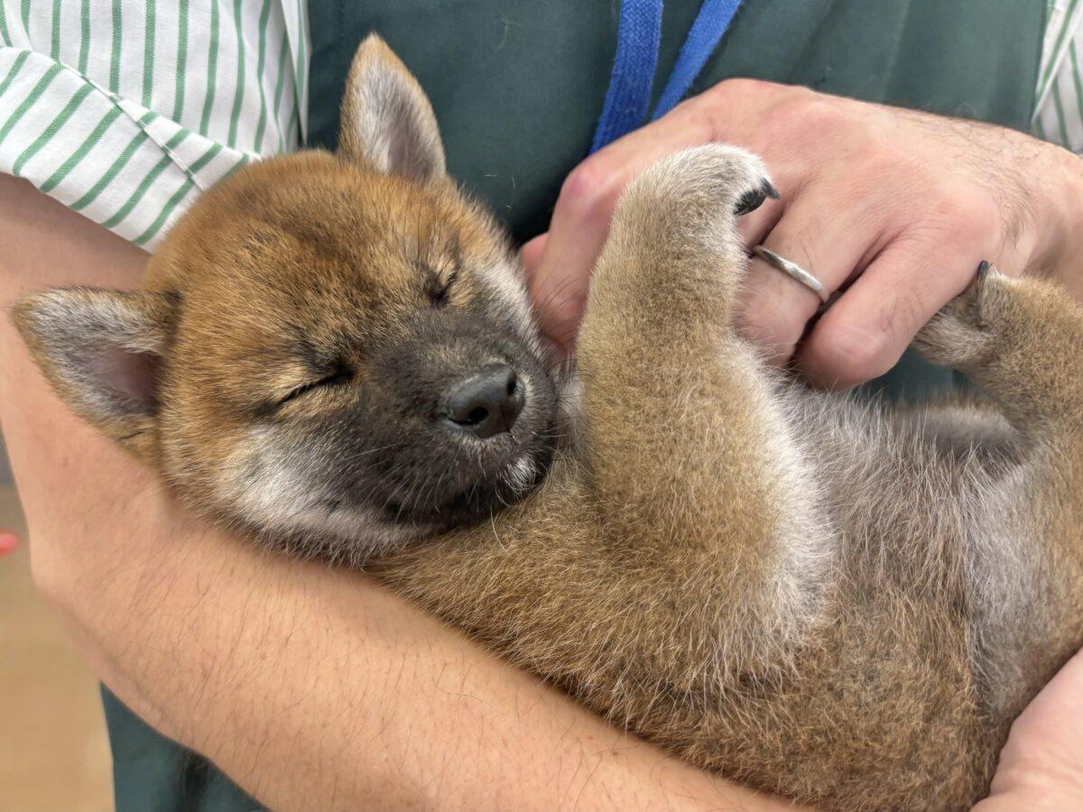 柴犬
