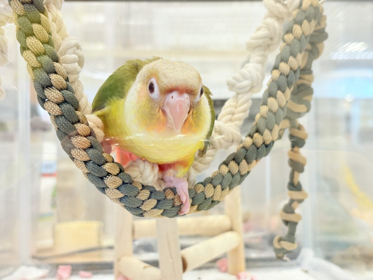 ホオミドリウロコインコ