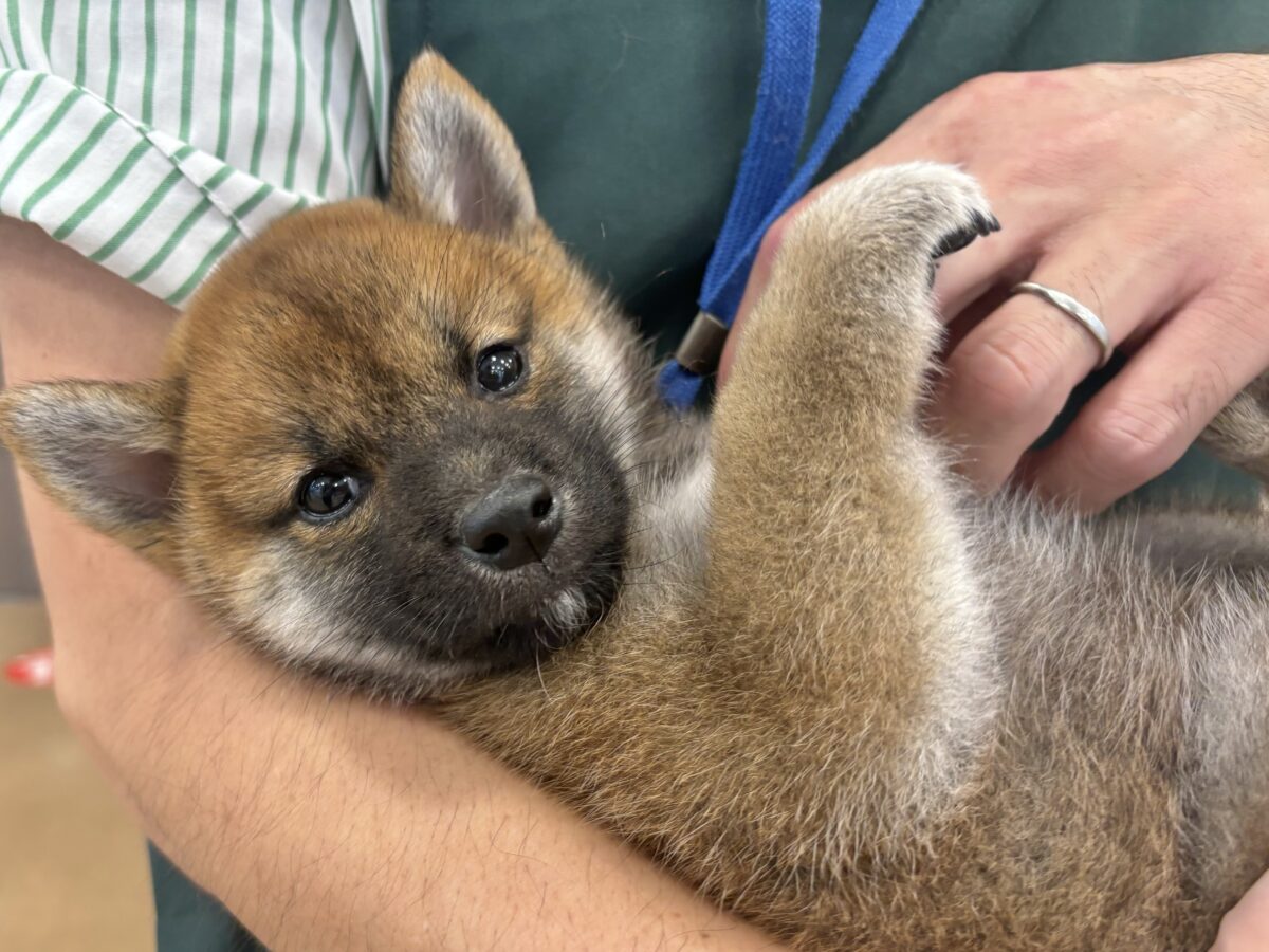 柴犬