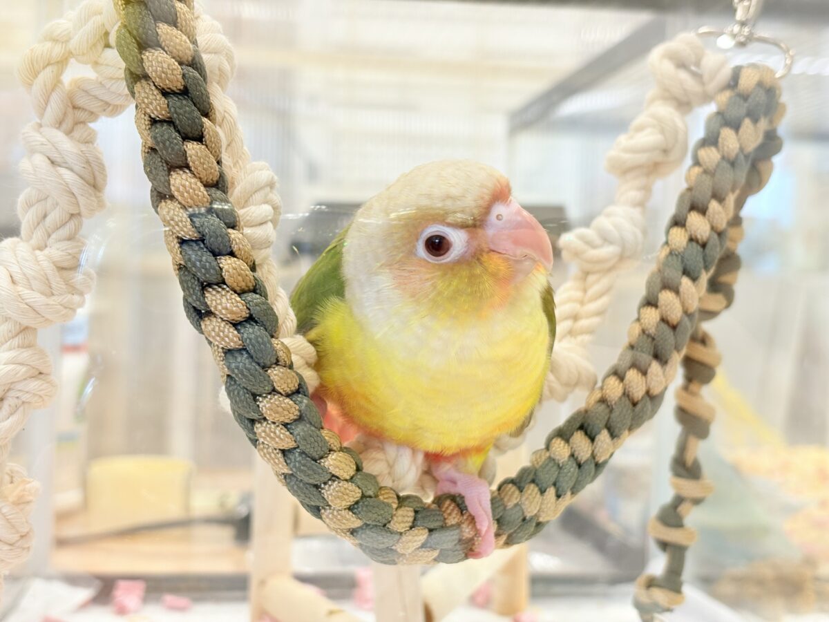 ホオミドリウロコインコ