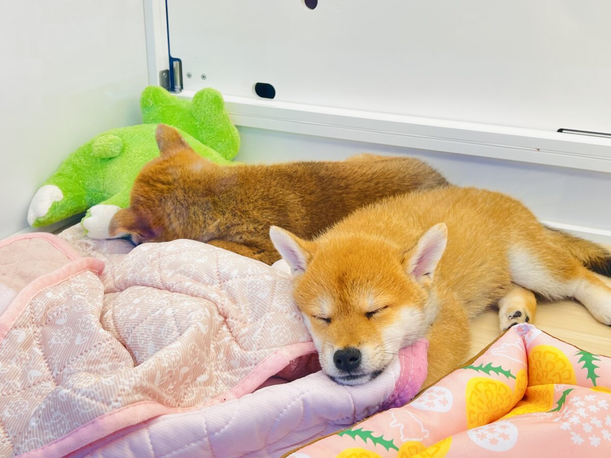 柴犬