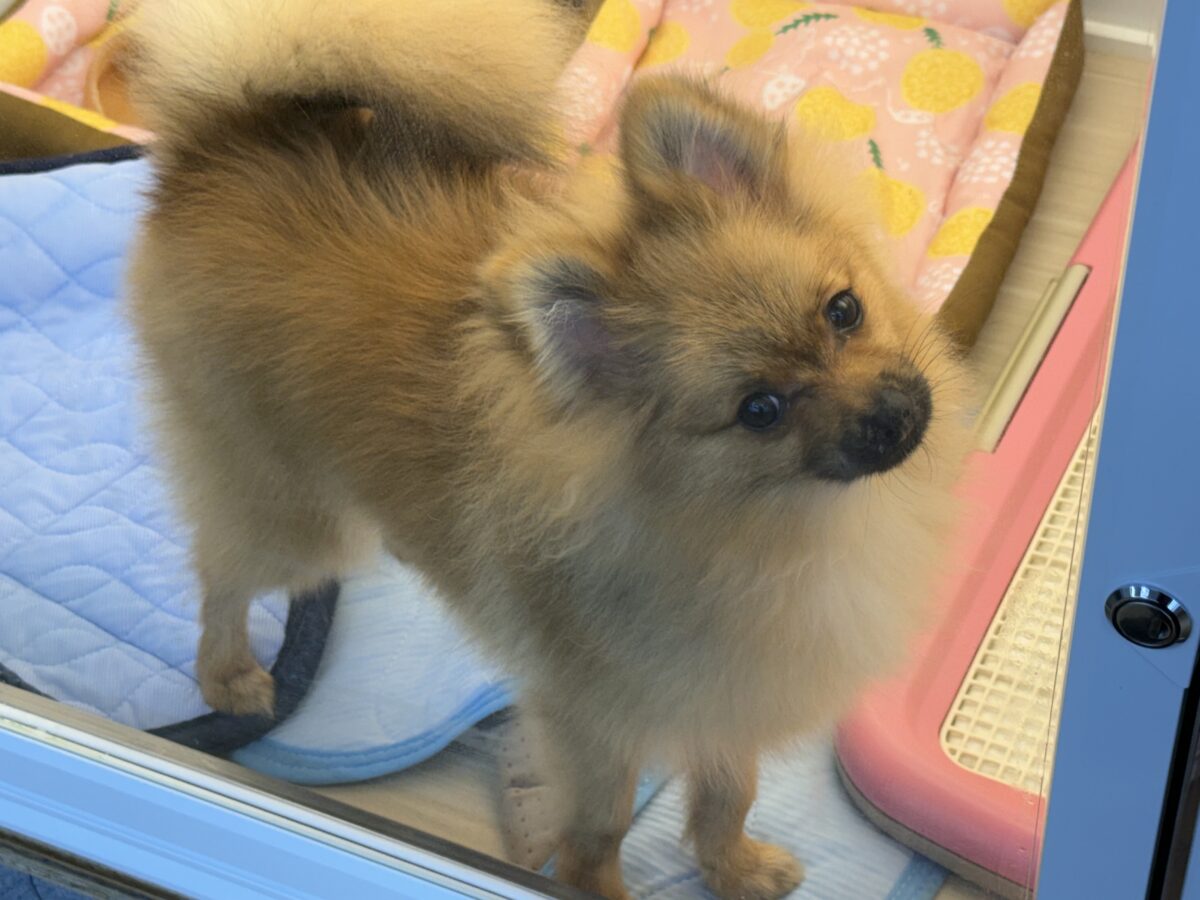 ポメラニアン