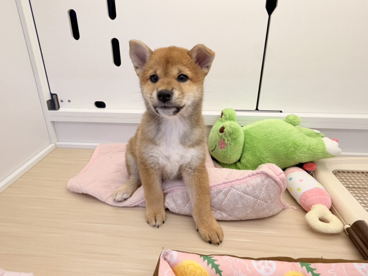 柴犬