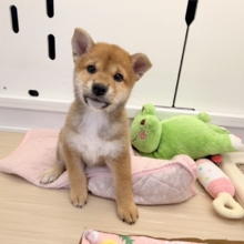 七夕産まれの織姫ちゃん💕✨柴犬の女の子🐕