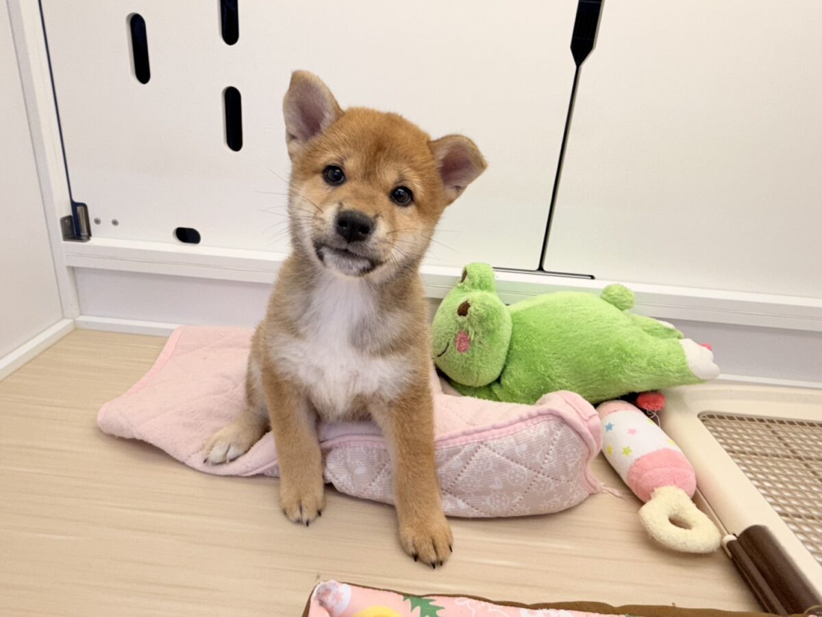 七夕産まれの織姫ちゃん💕✨柴犬の女の子🐕