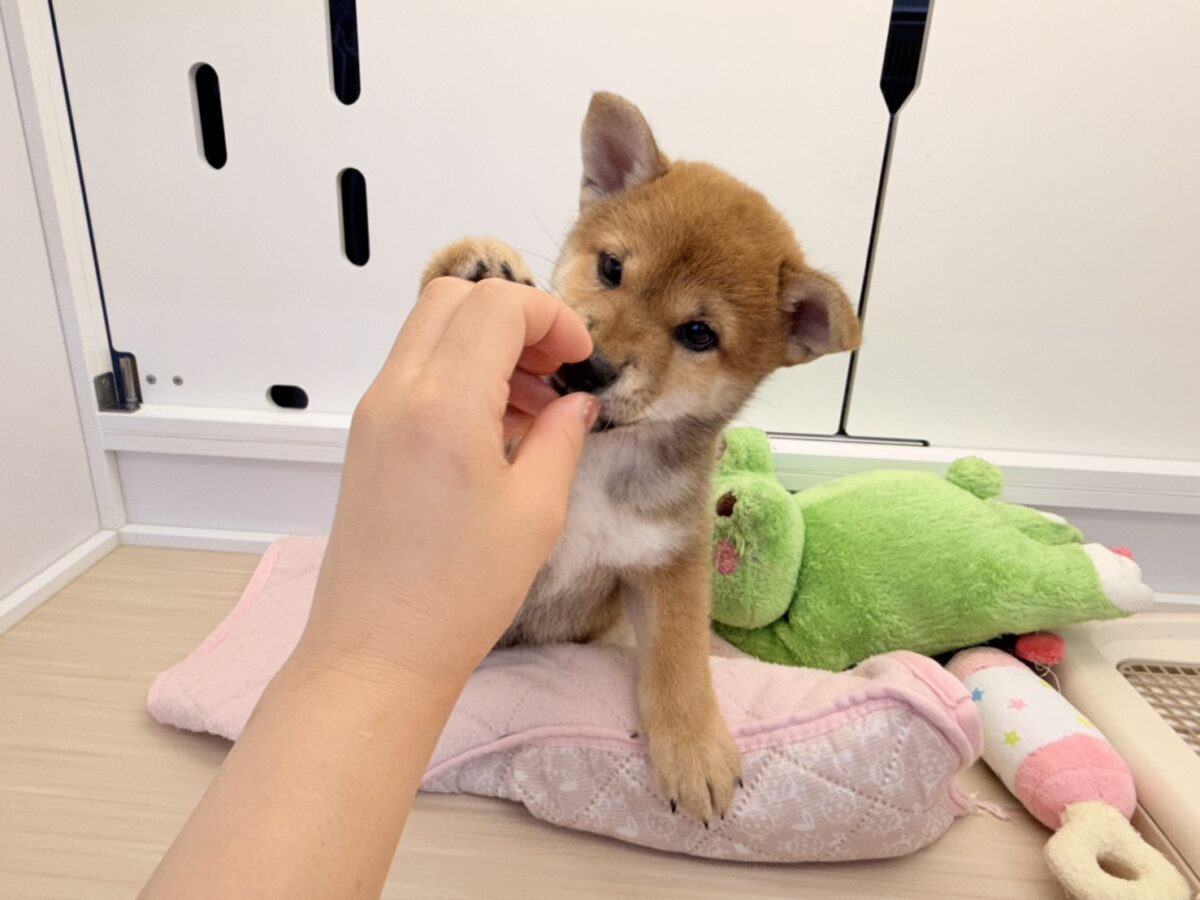 柴犬