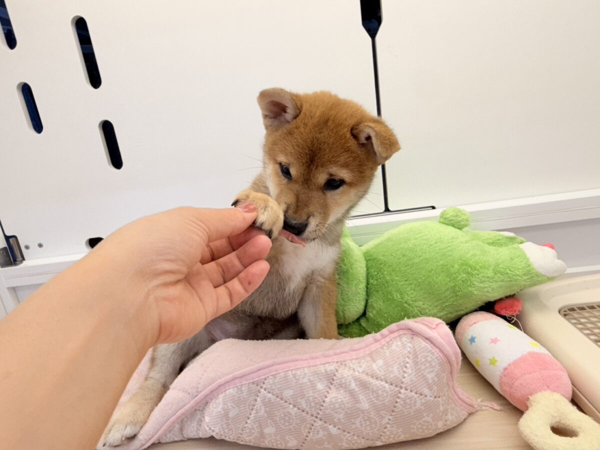 柴犬