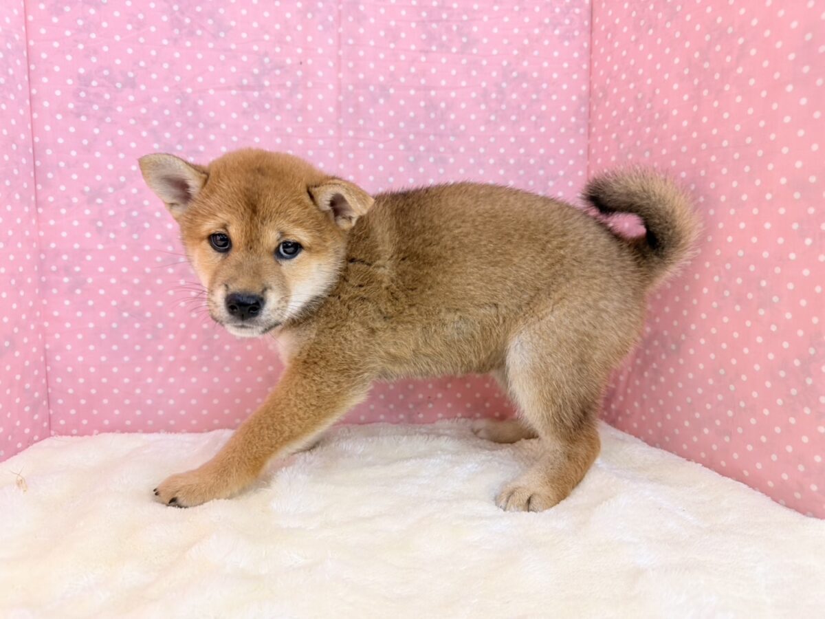 柴犬