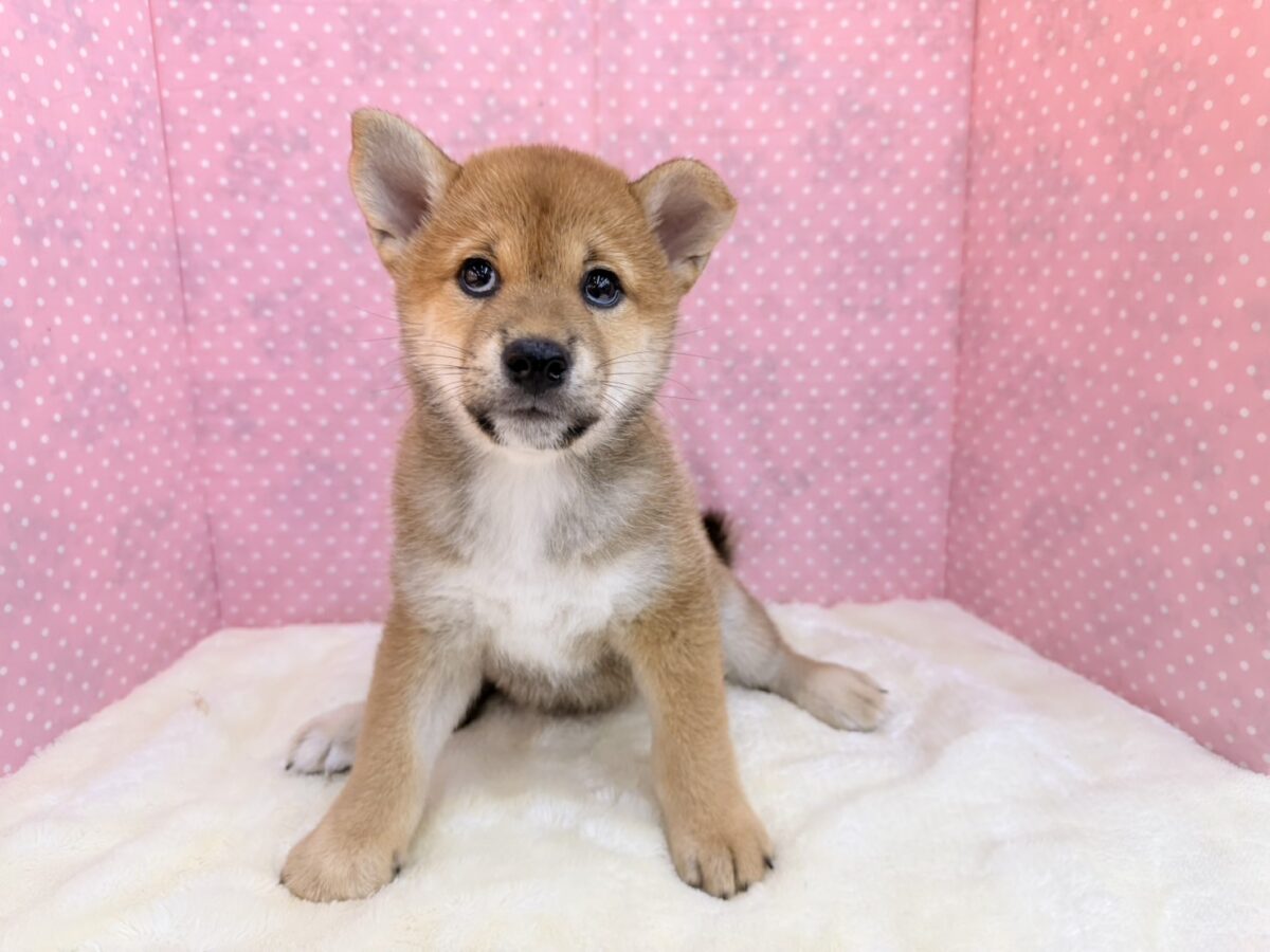 柴犬