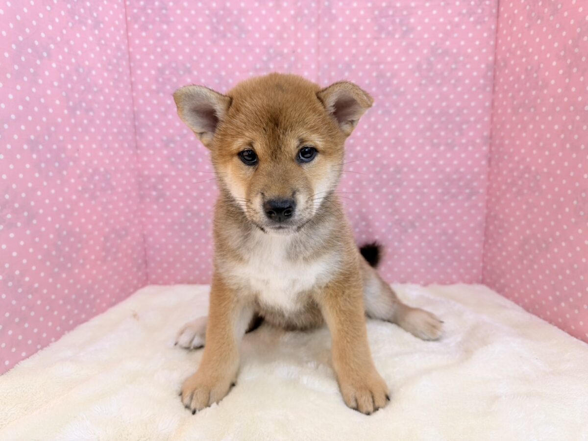 柴犬