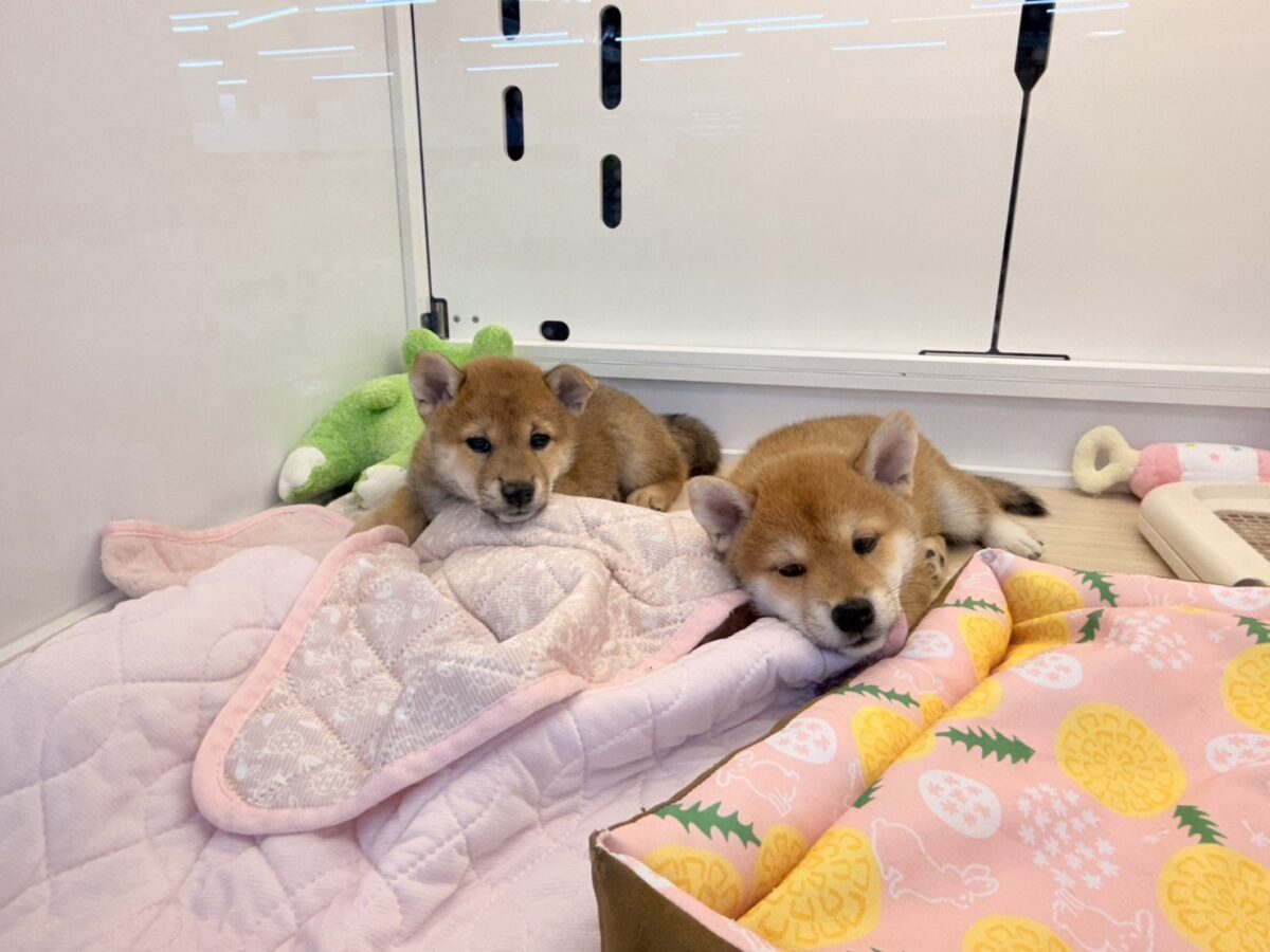 柴犬