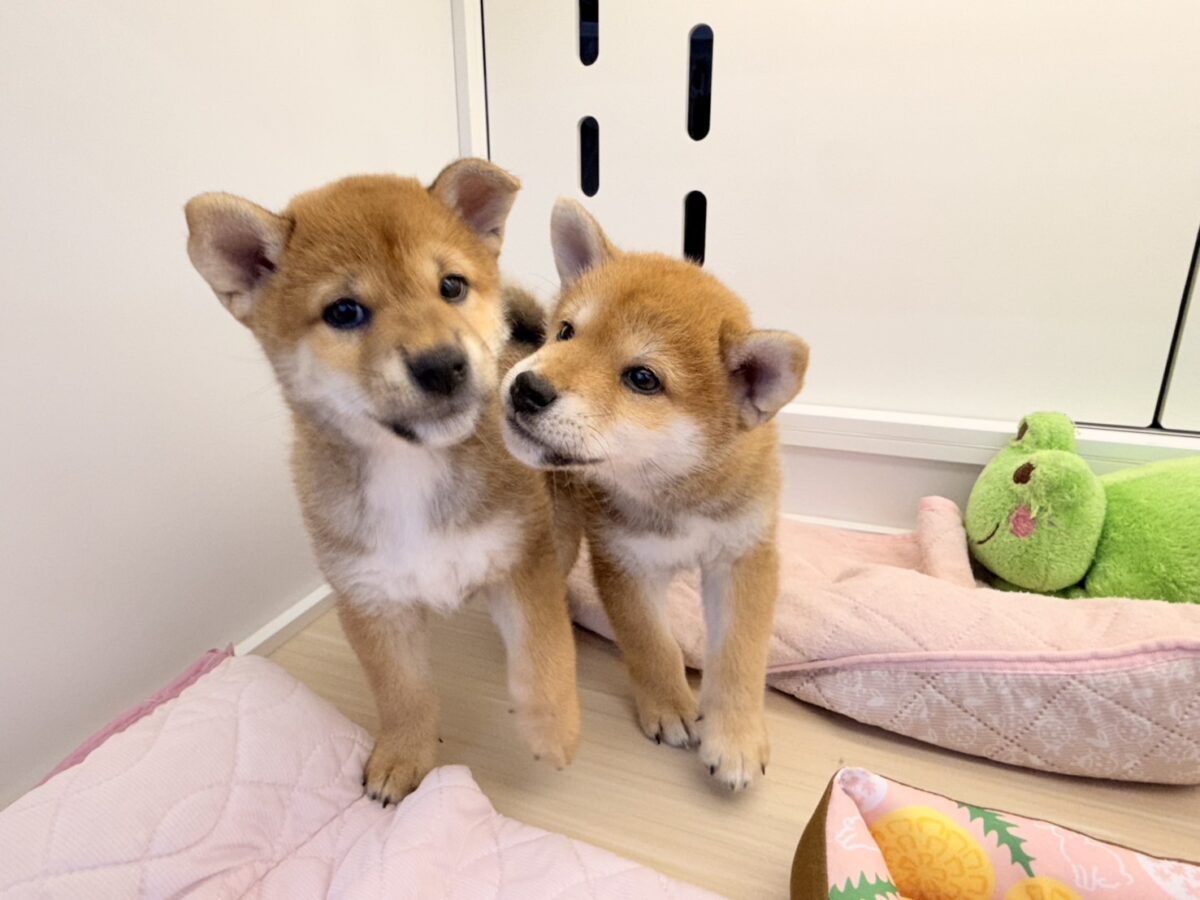 七夕生まれの🎋⭐️柴犬の男のコきました〜💫とっても優しいお顔の愛機たっぷり💗 柴犬