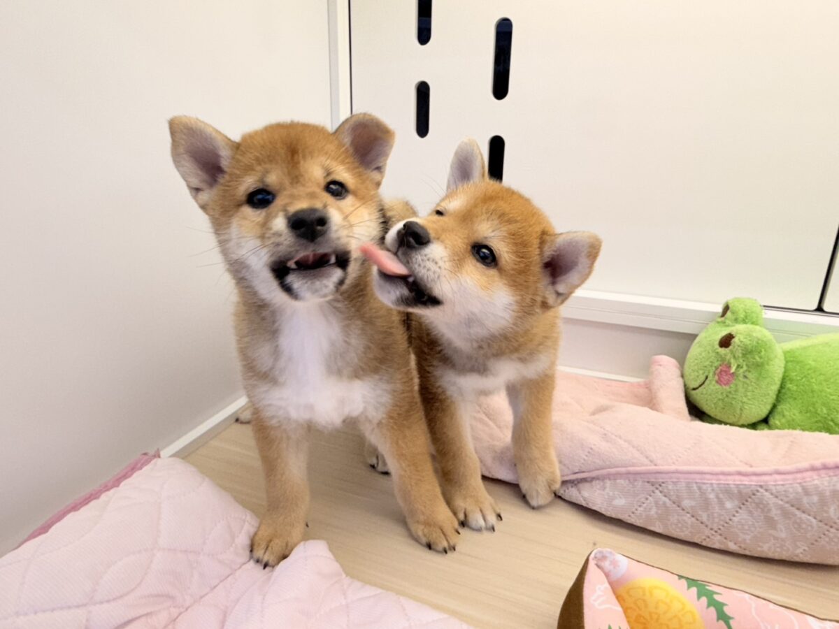七夕生まれの🎋⭐️柴犬の男のコきました〜💫とっても優しいお顔の愛機たっぷり💗 柴犬