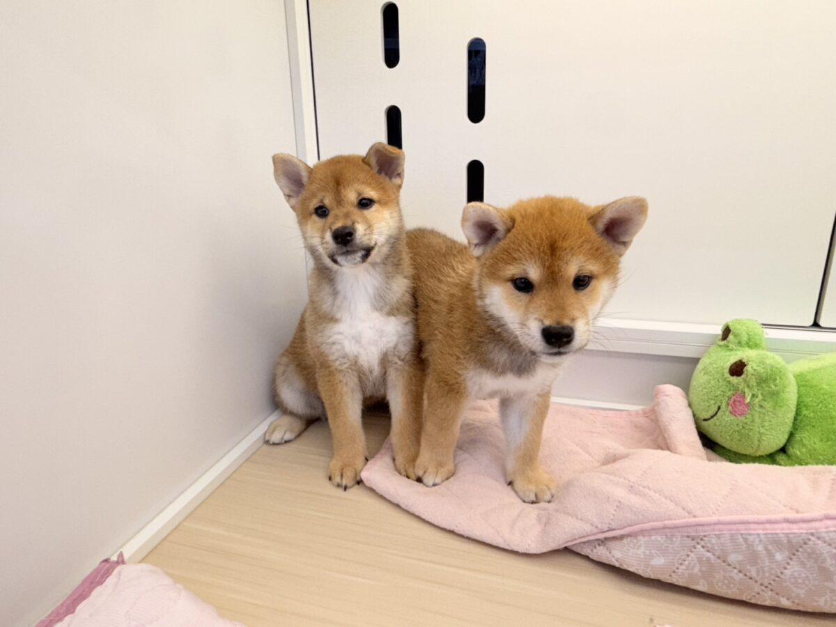 七夕生まれの🎋⭐️柴犬の男のコきました〜💫とっても優しいお顔の愛機たっぷり💗 柴犬