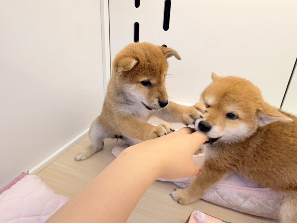 七夕生まれの🎋⭐️柴犬の男のコきました〜💫とっても優しいお顔の愛機たっぷり💗 柴犬