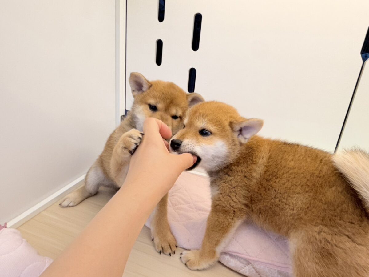 七夕生まれの🎋⭐️柴犬の男のコきました〜💫とっても優しいお顔の愛機たっぷり💗 柴犬