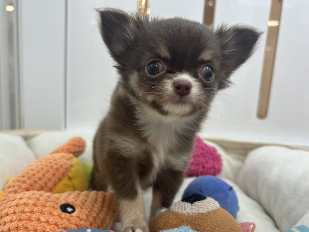 ちっこ〜〜〜いかわい子ちゃん♥チワワちゃん! チワワ