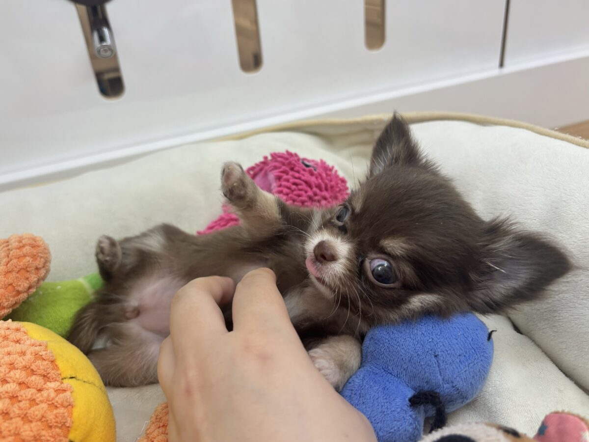 チワワ