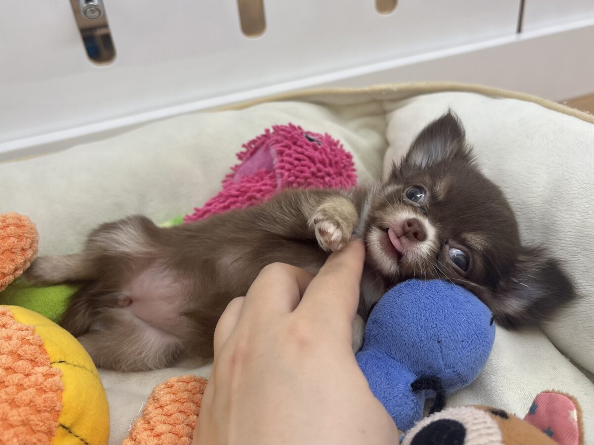 チワワ