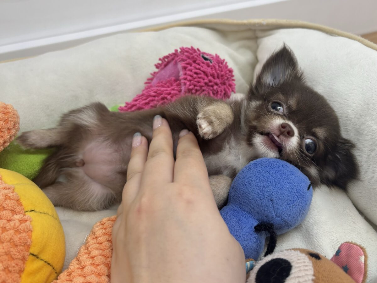 チワワ