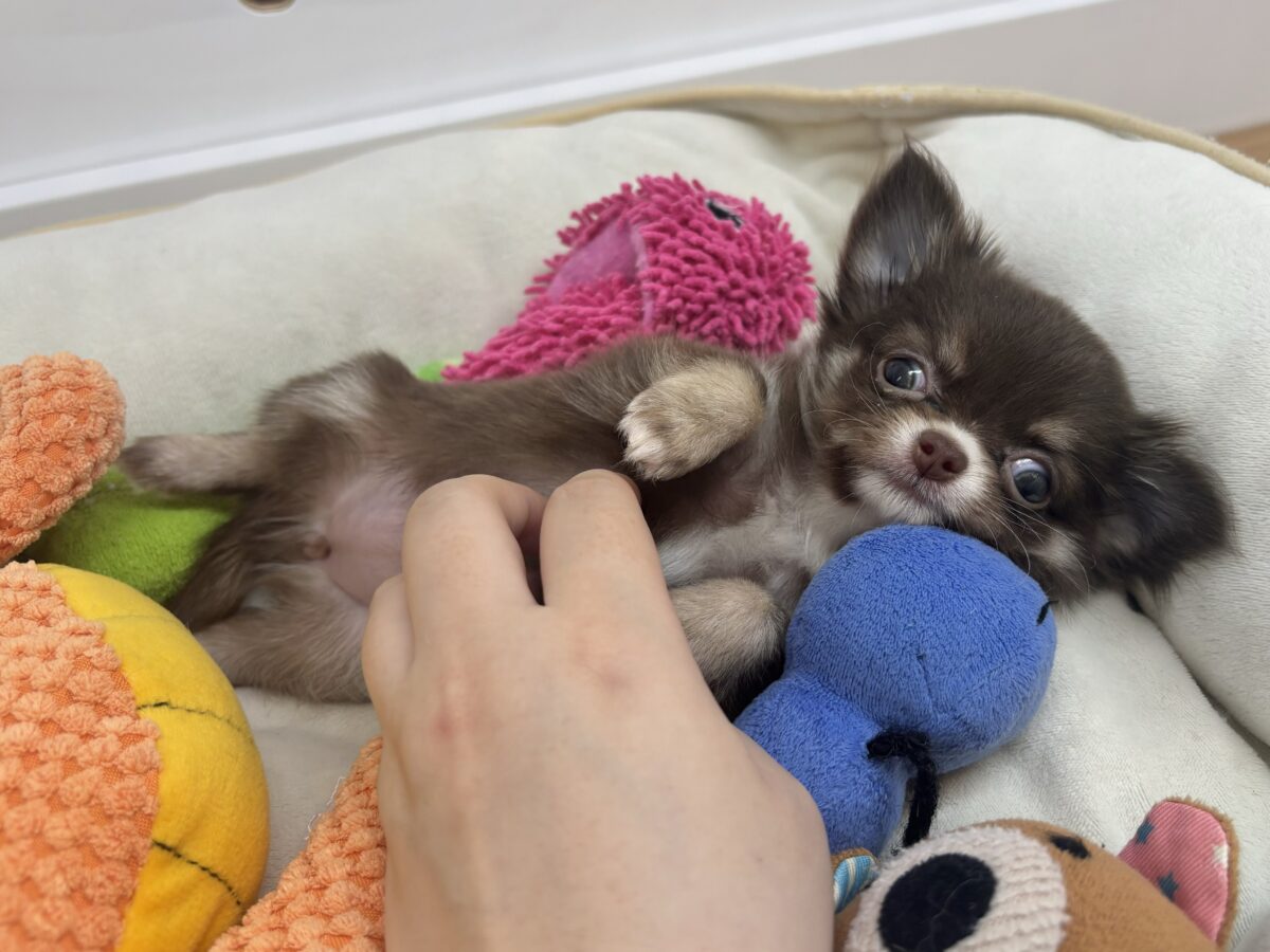 チワワ