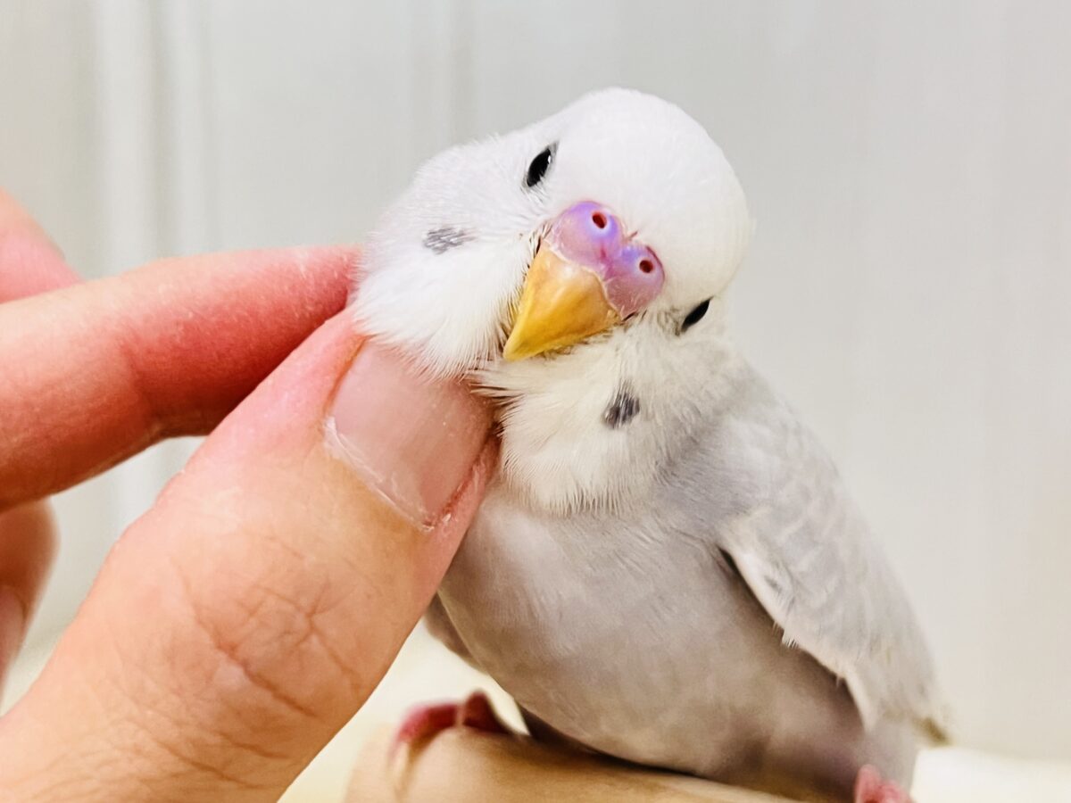 画像更新☆らららぁ〜ライっ♫　セキセイインコ　ライラック～～