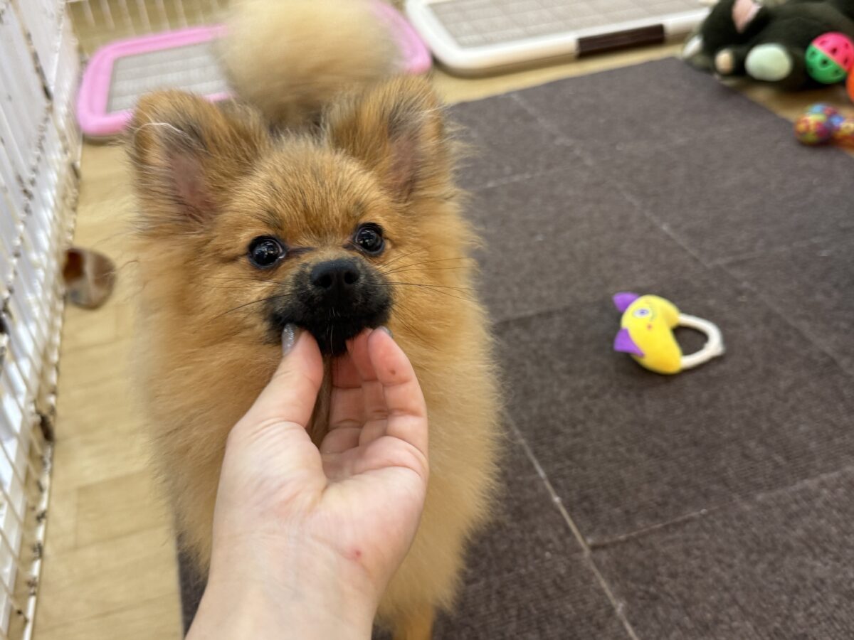 ポメラニアン