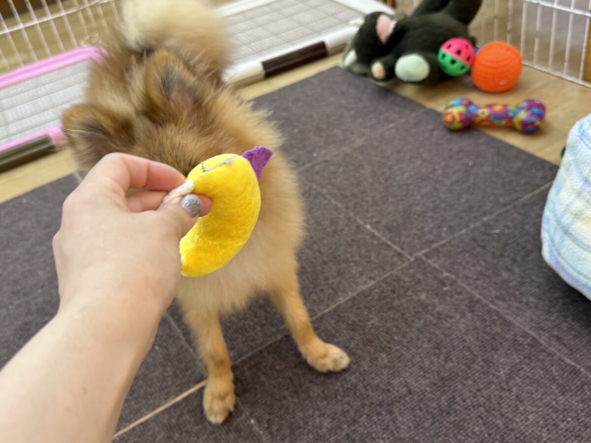 ポメラニアン