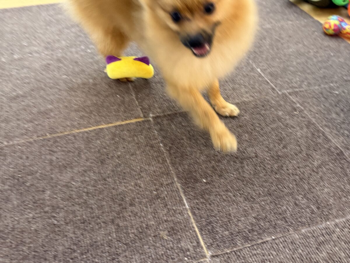 ポメラニアン