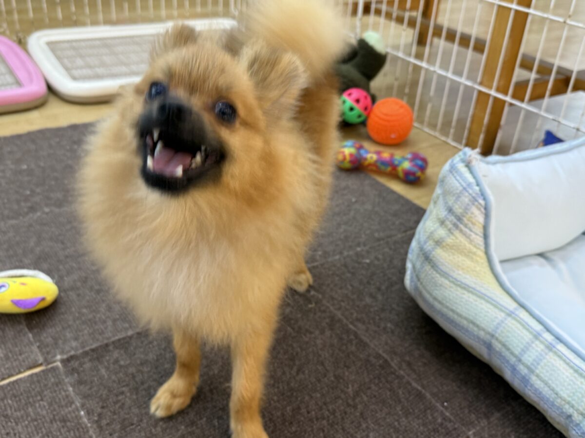 ポメラニアン