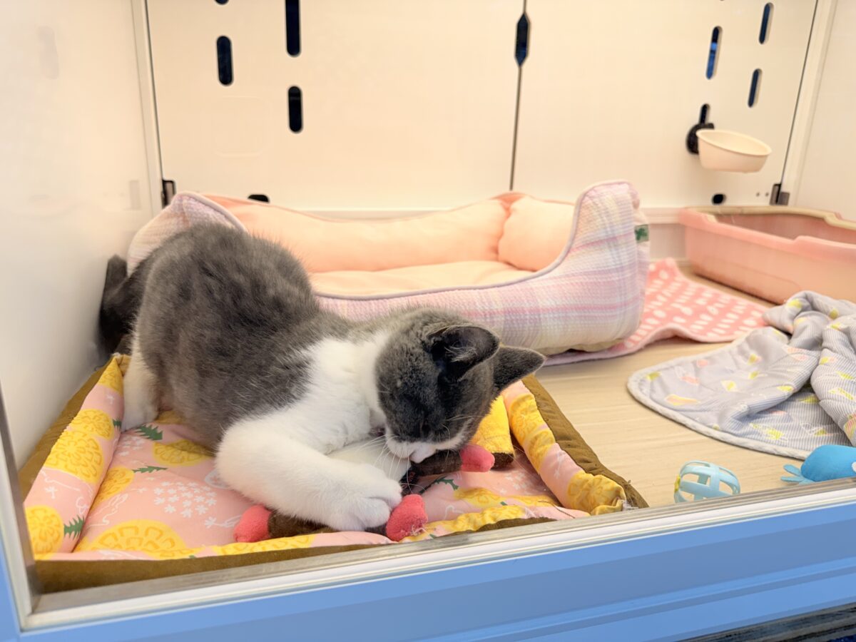 ブリティッシュショートヘア