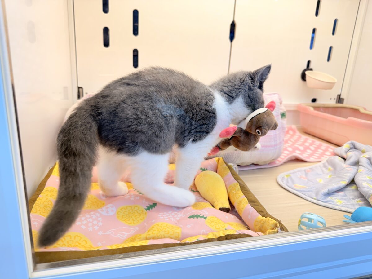 ブリティッシュショートヘア