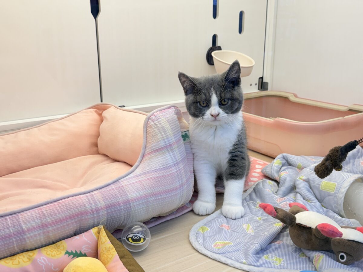 ブリティッシュショートヘア
