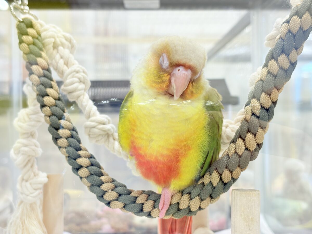 ホオミドリウロコインコ