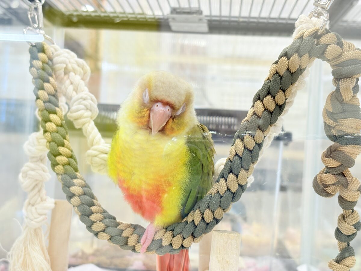 ホオミドリウロコインコ