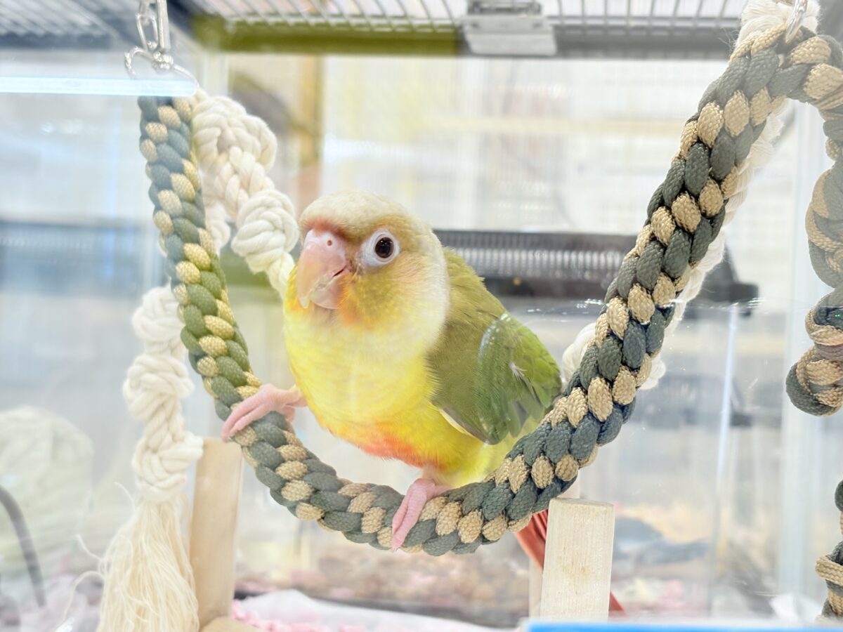 ホオミドリウロコインコ