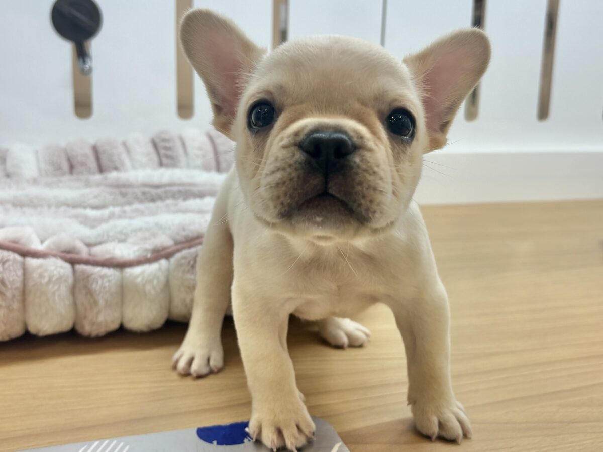 フレンチブルドッグ