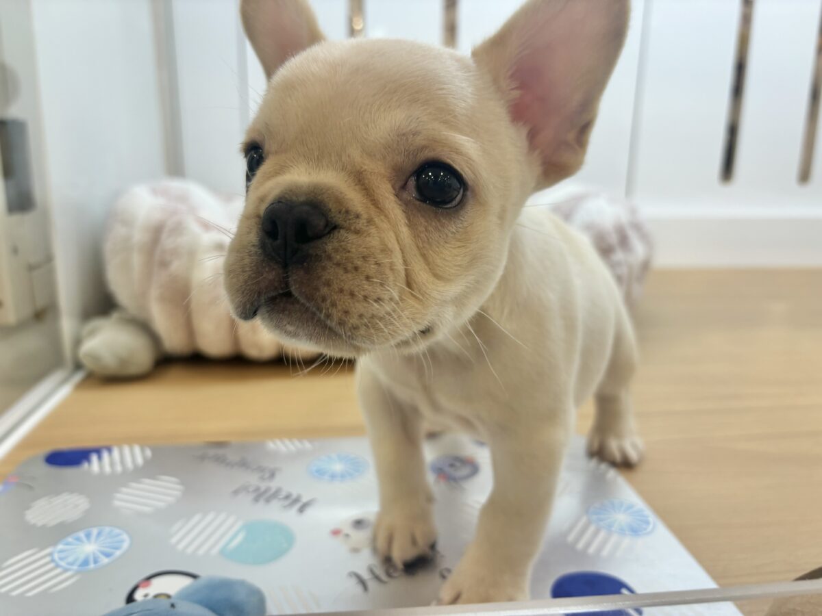 フレンチブルドッグ