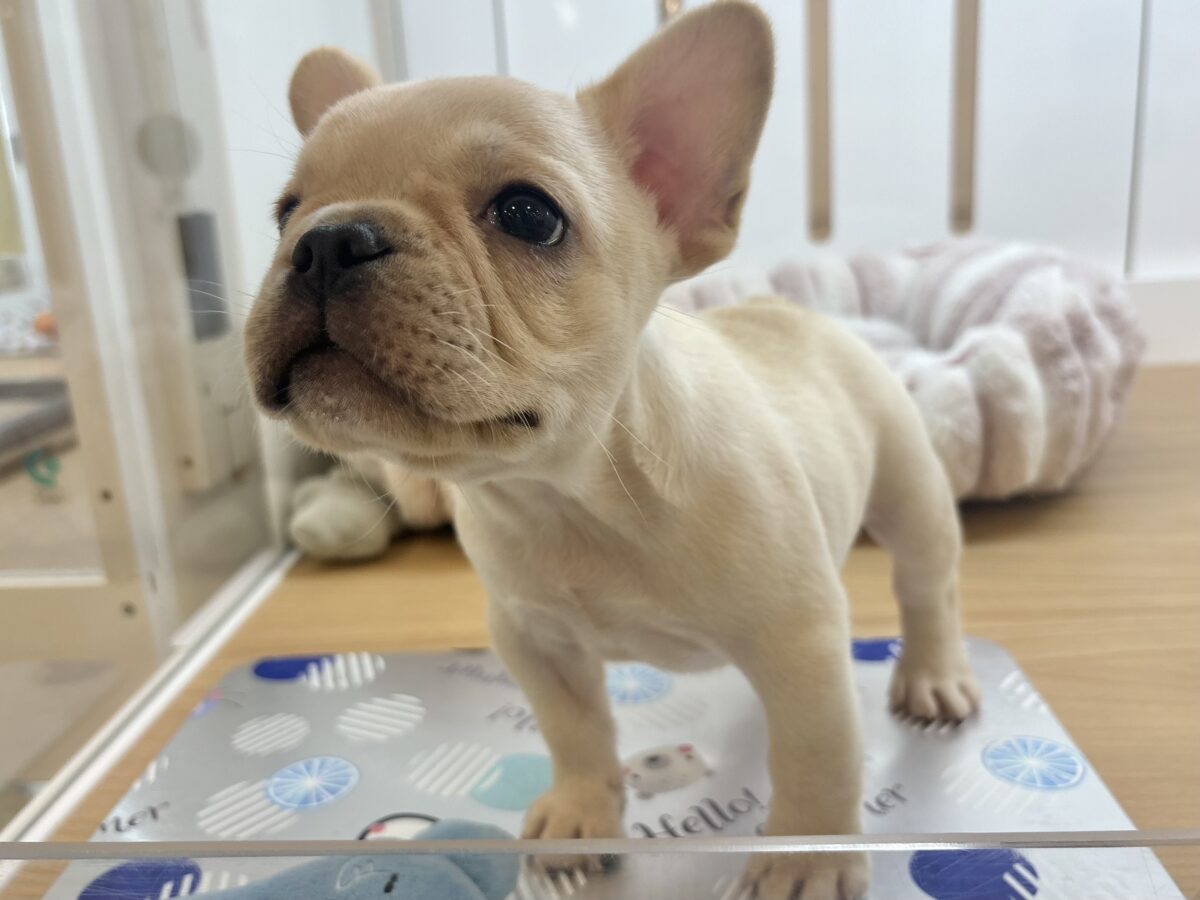 フレンチブルドッグ