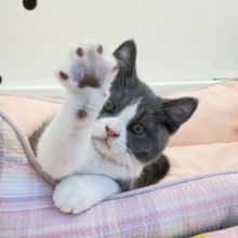 目が合うと寄ってきてスリスリ～♡コロンと転がっちゃう🩷️ブリティッシュショートヘアーの男の子🐾入荷しました❤️