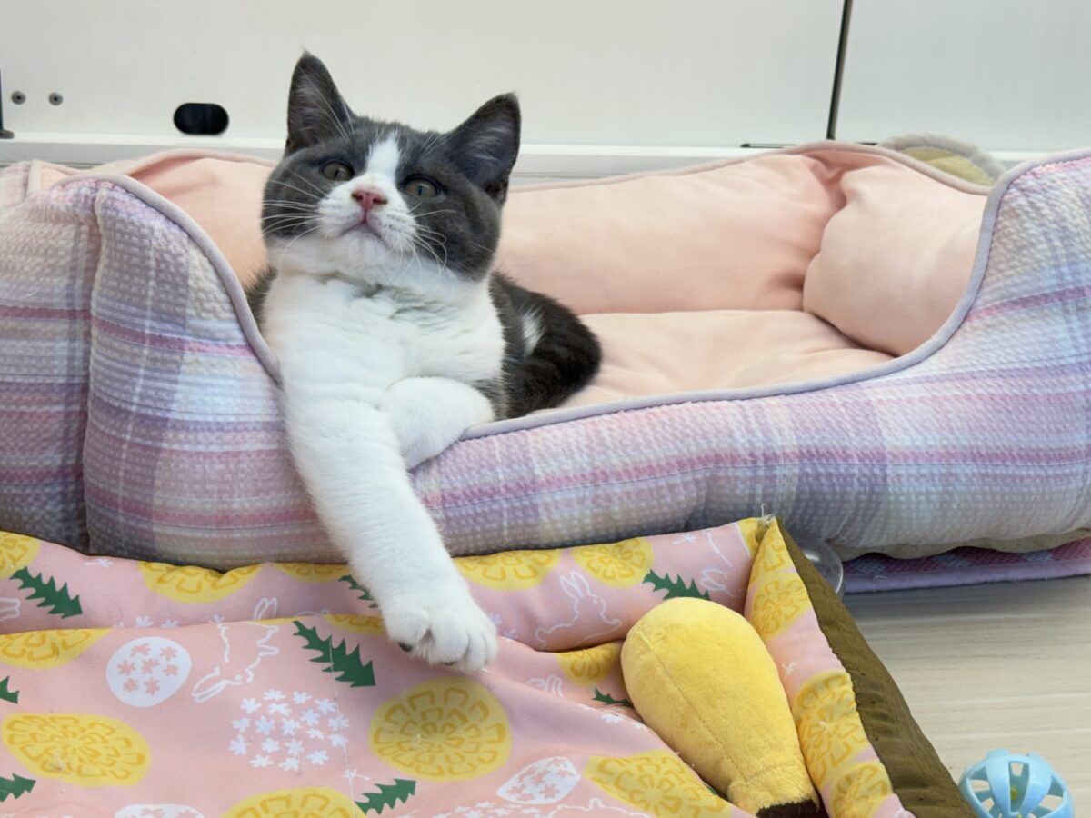 ブリティッシュショートヘア