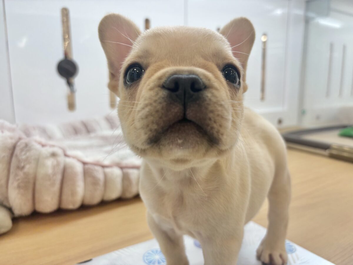 フレンチブルドッグ