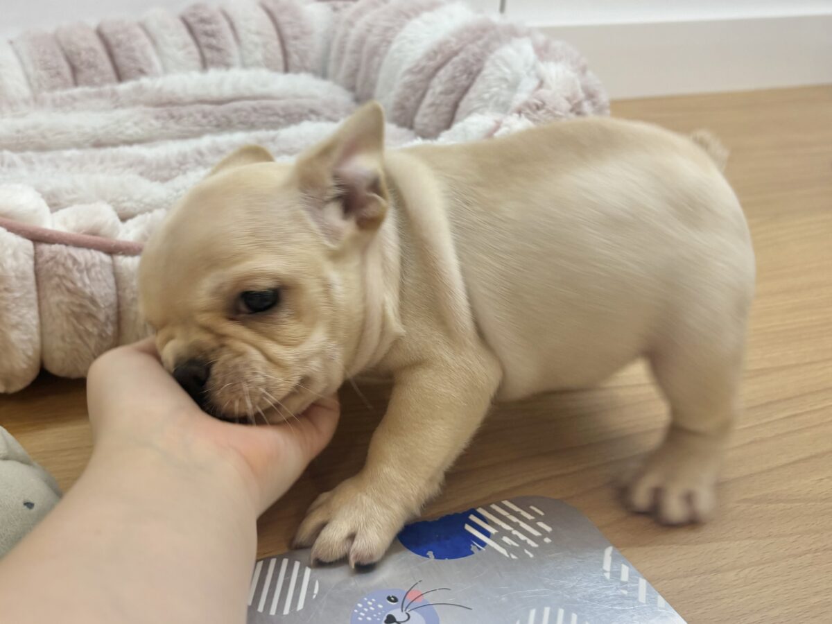 フレンチブルドッグ