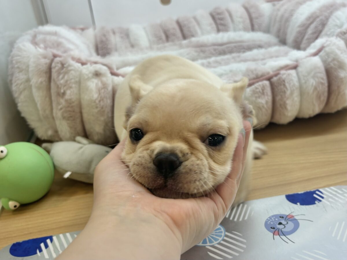 フレンチブルドッグ