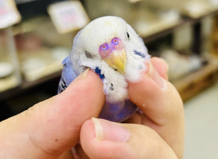 説明画像です