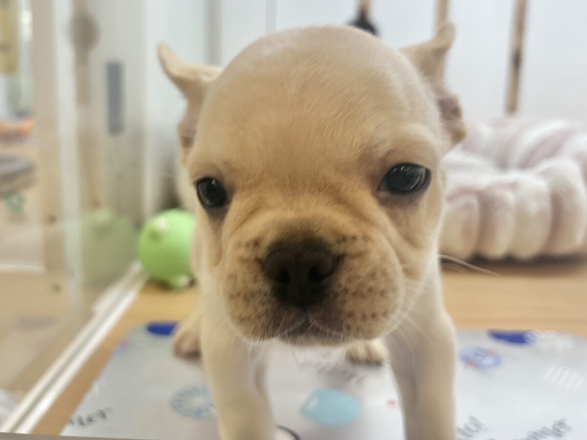フレンチブルドッグ