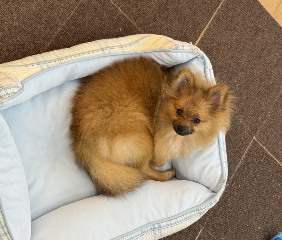 ポメラニアン